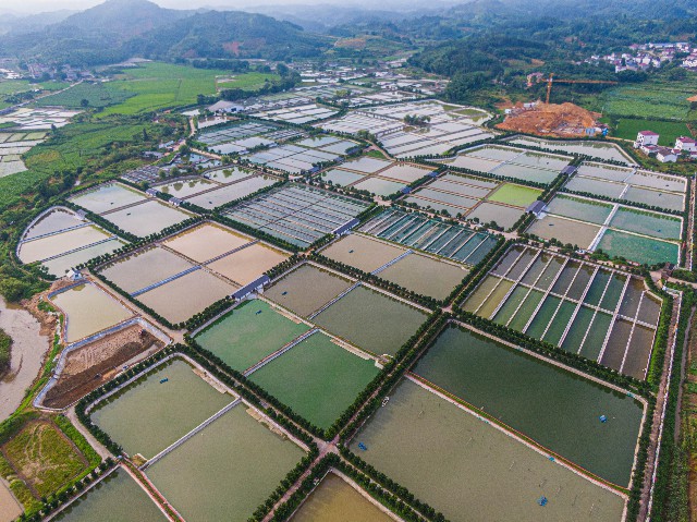 江西甲鱼养殖户在哪里(上树采蜜橘下水捞甲鱼：江西南丰老区走出一条绿色发展之路)