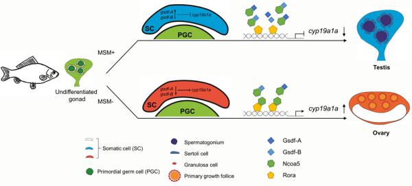 水生所揭示六倍体银鲫两个重复的gsdf部分同源基因协同调控雄性分化机制