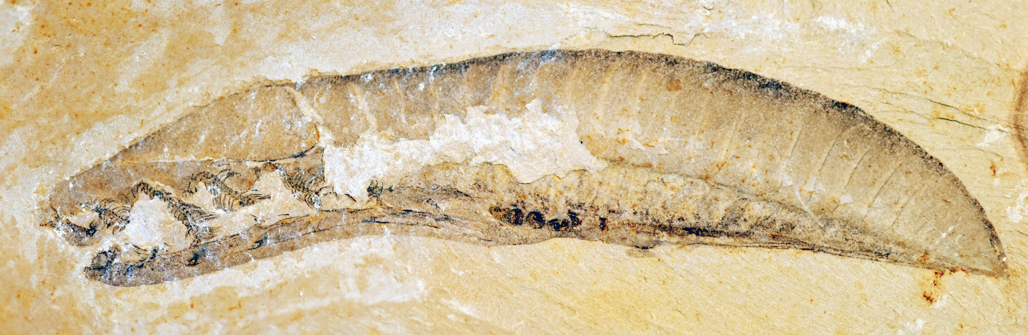 远古发现丨距今5.18亿年！最古老的脊椎动物原来是它