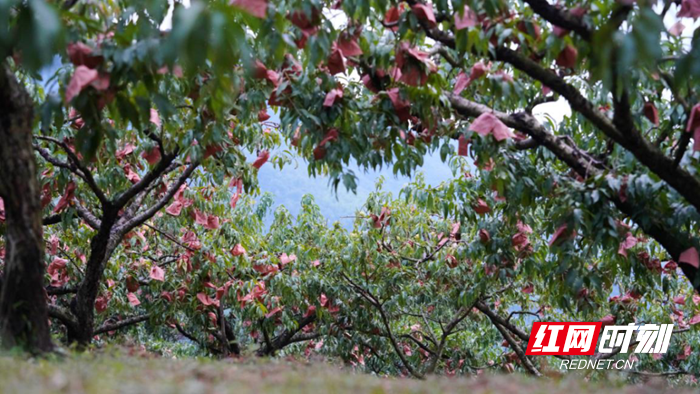 又是一年黄桃飘香时 来“中国深呼吸小城”炎陵邂逅“甜蜜”