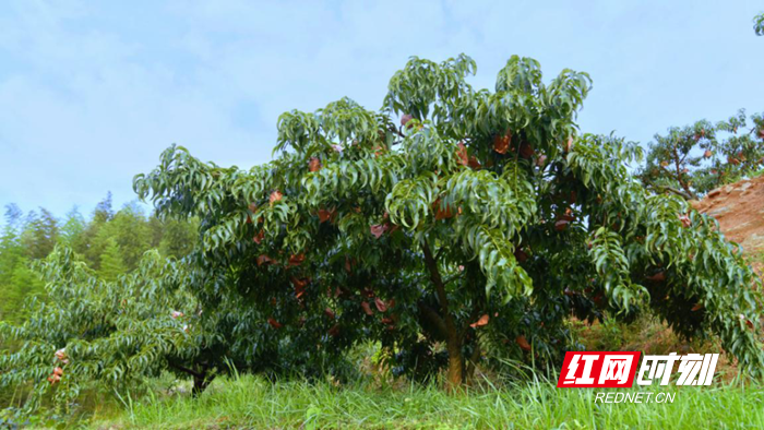 又是一年黄桃飘香时 来“中国深呼吸小城”炎陵邂逅“甜蜜”