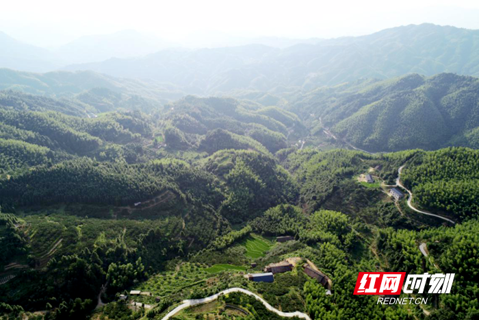 又是一年黄桃飘香时 来“中国深呼吸小城”炎陵邂逅“甜蜜”