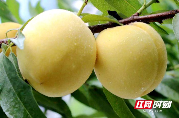 又是一年黄桃飘香时 来“中国深呼吸小城”炎陵邂逅“甜蜜”