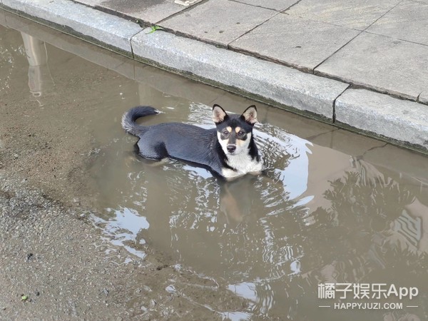 橘子晚报/张彬彬与嘉行合约到期不续约；幸福和庆来要离婚了