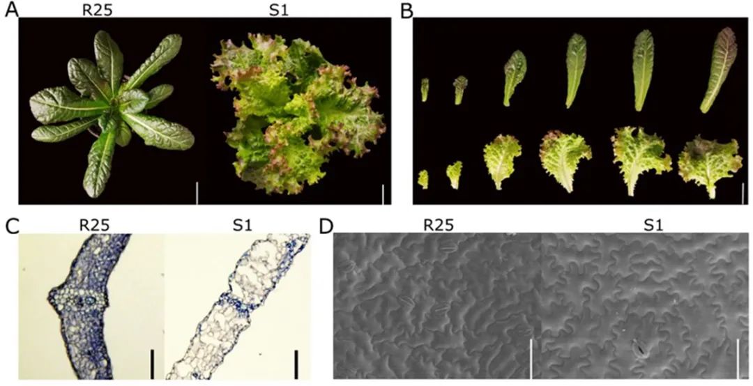 华中农大在生菜叶卷曲的研究中取得新进展