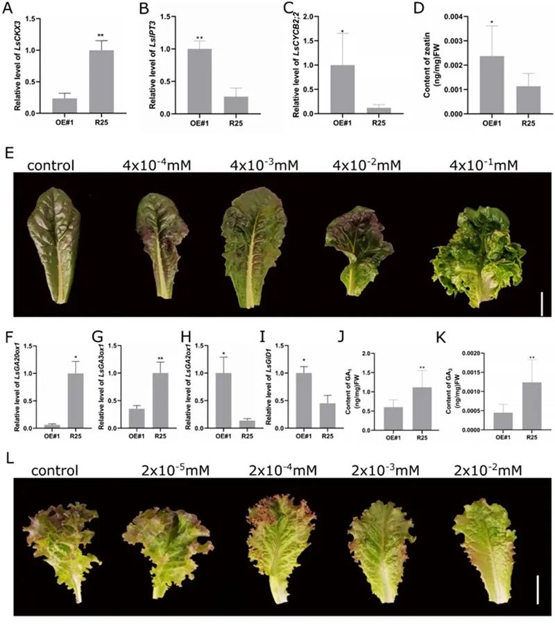 华中农大在生菜叶卷曲的研究中取得新进展
