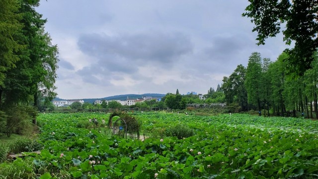 【10种代表夏天的景物】这份夏日限定美景,请接收(图12)