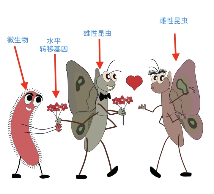 天目Tech+揭秘雄性昆虫“求偶”的基因密码 中国团队为害虫防控提供新思路