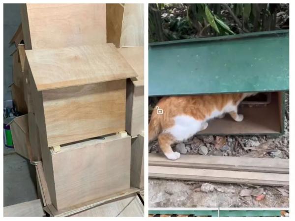 曾花39天搜寻一只猫咪……“宠物侦探”你听过吗