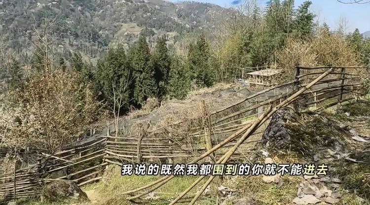 成都“打野”流行，百元一斤药材被游客“打野”损毁