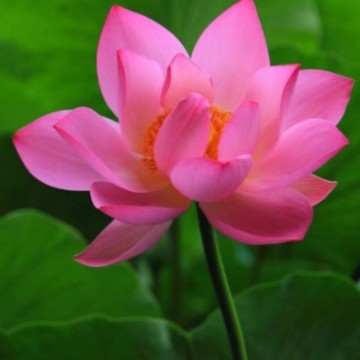 仙女山的惟愿
