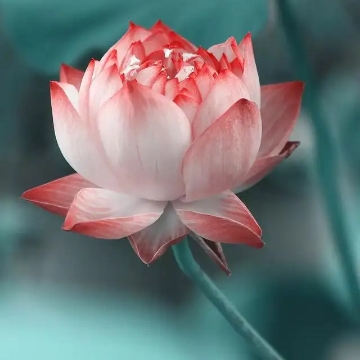 放下遍是