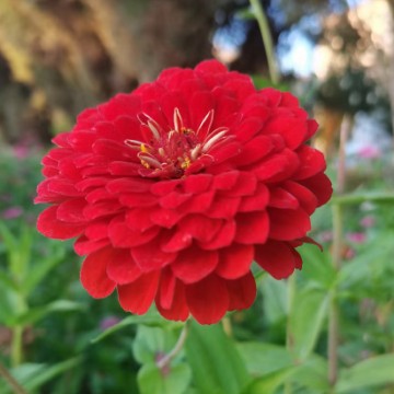老狼48440790