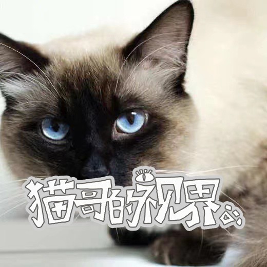  猫哥的视界