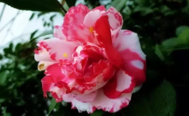 如何识别六角大红茶花，如何识别六角大红茶花的真假（带你认识名贵茶花品种）