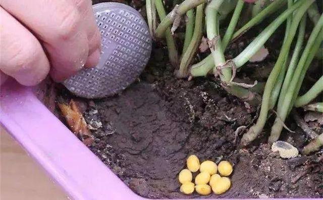 如何自制氮肥，自制氮肥怎么做（氮磷钾肥别买了）