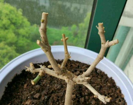 茉莉花什么季节开花，茉莉花什么时候开花最佳（什么时候换盆和修剪）