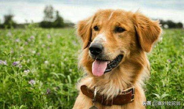 一条狗还是一只狗，一条狗还是一只狗用哪个量词（听说量词吓坏了学汉语的歪果仁）