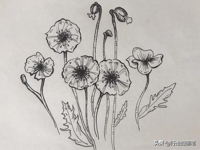 一张简单又漂亮的画，漂亮又简单的简笔画教程（简单又好看的线条画#一支笔画出你的世界）