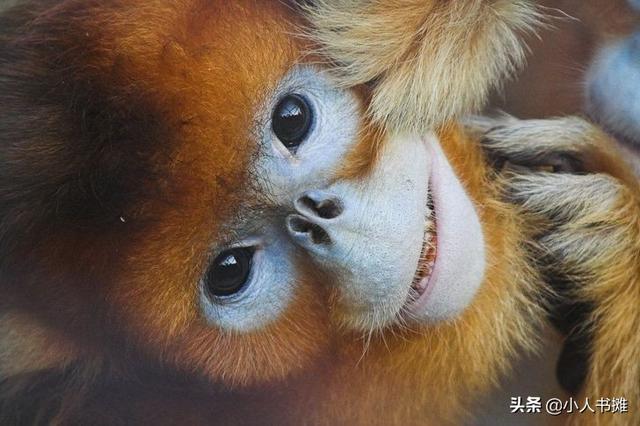 有哪些神奇的动物，15种你需要了解的神奇动物（10种不寻常的神奇动物很难想象它们独特的模样）