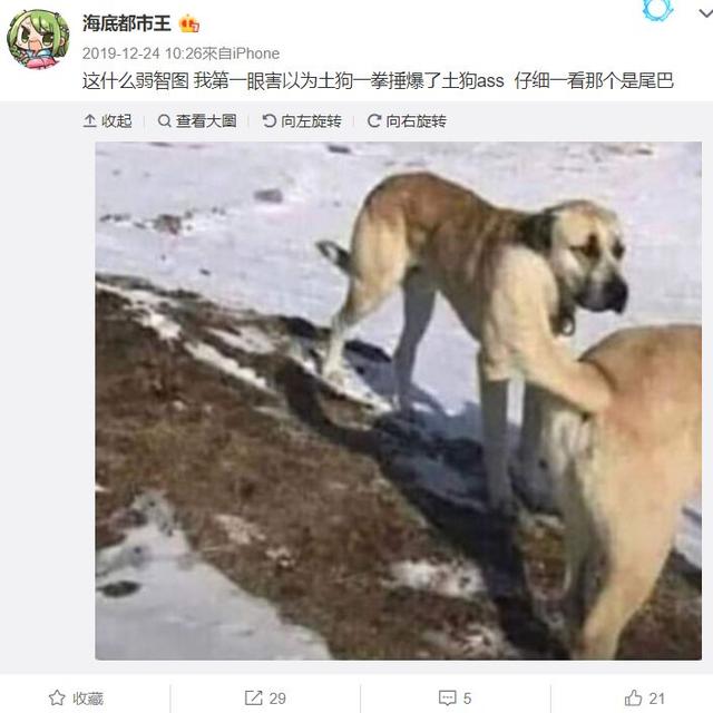 吸猫伐是什么意思，什么叫吸猫（禽兽们搞起比利来有多“骚”）