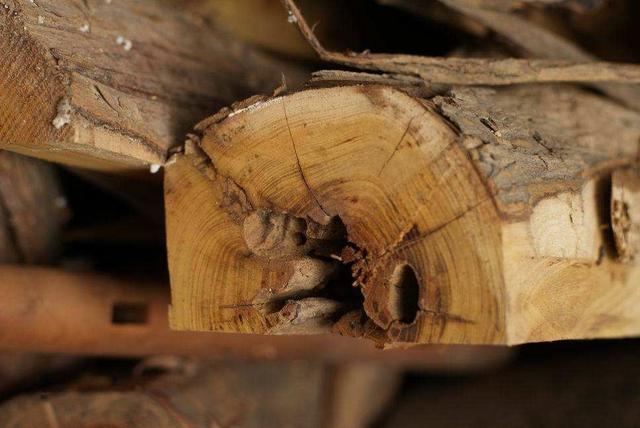 拓木树图片,黄桑木是拓木吗(北方的"柘木"有多神奇)