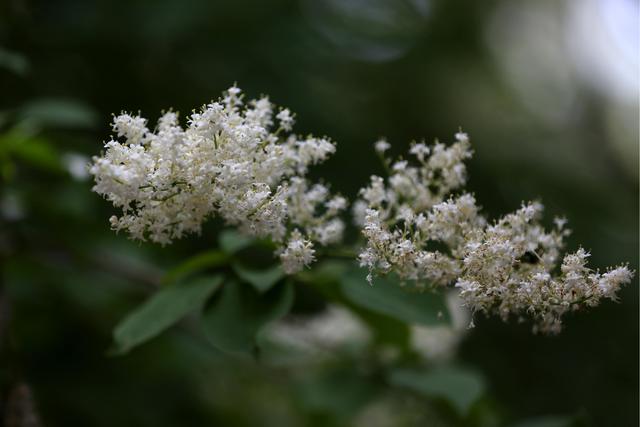 白丁香(白丁香图片,白色丁香花,几张习作,配参数(白丁香图片和功效) 白丁香(白丁香图片,白色丁香花,几张习作,配参数(白丁香图片和功效)