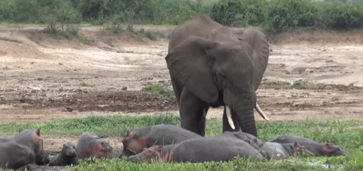 杨棋珺非洲森林象，非洲森林象和亚洲象（称霸非洲草原无敌手）