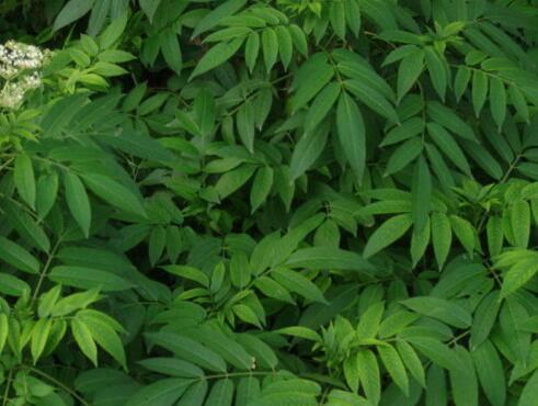 接骨草的功效与作用，接骨草的用法接骨草的功效与作用（接骨草可以当菜吃吗）