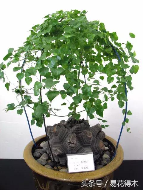 南非叶什么时候吃最好，南非叶吃什么的（多肉推荐：龟甲龙的鉴赏与养护）