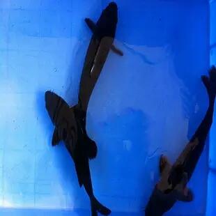 养锦鲤鱼养几条好，养锦鲤鱼养几条好什么颜色（养殖小锦鲤一米二的鱼缸可以吗）