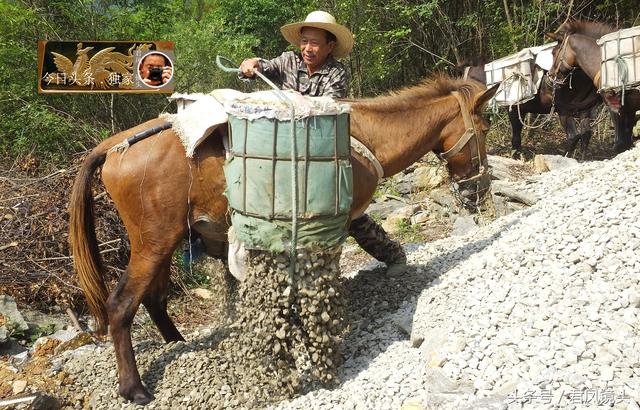 翻山越岭的动物是什么,翻山越岭打一生肖(“逆天狂徒”过山鲫) 翻山越岭的动物是什么,翻山越岭打一生肖(“逆天狂徒”过山鲫)