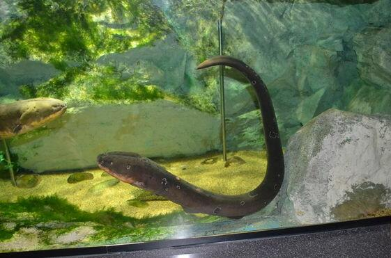 毒蛇鱼，世界上最危险的鱼（毒蛇鱼在哪钓）