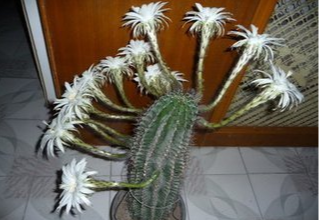 仙人球花的药用价值有哪些，仙人球花有什么药用（仙人球开花代表了什么）