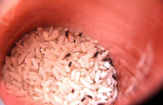 米虫吃了对人有危害吗，吃了米虫对身体有害吗（大米中的这种小虫是什么）