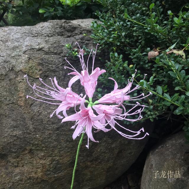 古风折纸彼岸花，怎样用纸折彼岸花（彼岸花折纸作品展示）