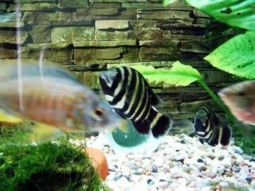 养鱼老道自己已经实践过多次,老邹大叔家里的很多鱼缸里根本没有生化