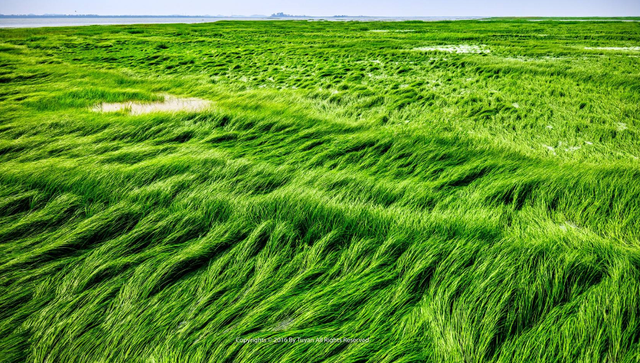 离离原上草全诗，白居易“离离原上草”一诗