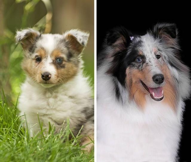 指示犬（知识圈登录，20种狗狗幼犬和成年犬对比照（指示犬图片）