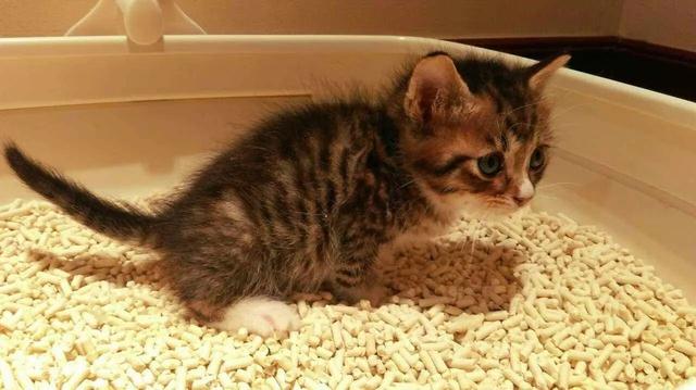 小猫的饲养教程，小猫咪怎么饲养（掌握这5点，养好猫咪并不难）