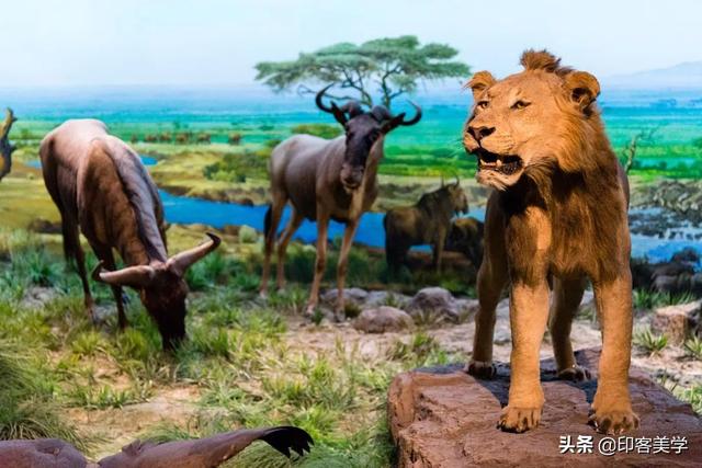 手不释卷的动物，手足之情的动物是什么生肖（世传王安石是獾转世投胎）