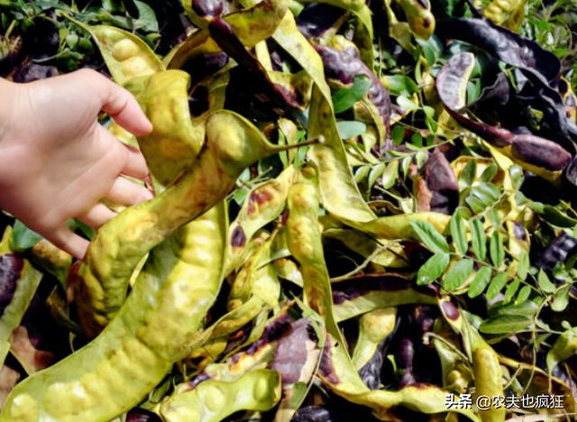 雪莲子的功效与作用，雪莲子的功效与作用及做法（长在十几米高大树上）