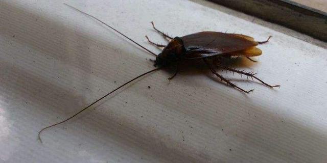 家里有蟑螂怎么办，学佛人家里有蟑螂怎么办（家里有蟑螂不是好事）