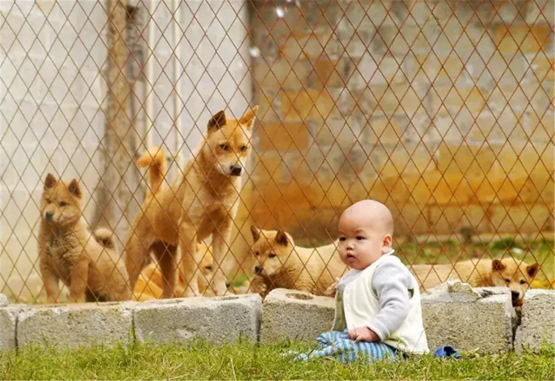 日本土狗是柴犬还是秋田（日本土狗品种解析及特点对比）