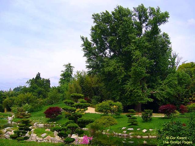 银杏树的特点具体有哪些，银杏树有什么特点（怎么就成濒危物种了）