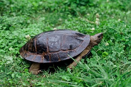 乌龟种类有哪些，乌龟种类有哪些品种（陆龟和水陆两栖龟区别）