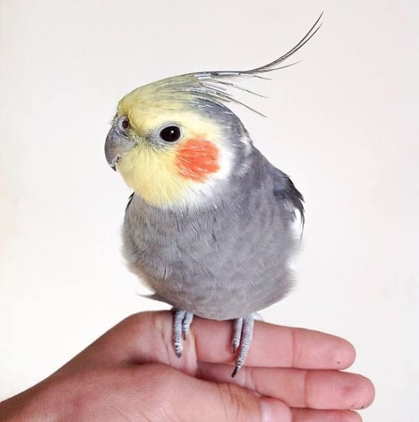 玄凤鹦鹉 最齐全的玄凤鹦鹉品种介绍及图片 看了就认识所有的玄风鹦鹉