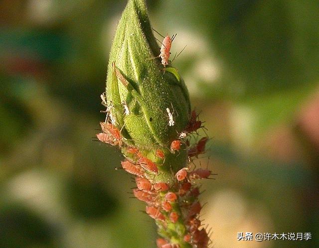 月季常见病虫害及防治方法，月季的病虫害防治（十二种月季常见病害防治教程）