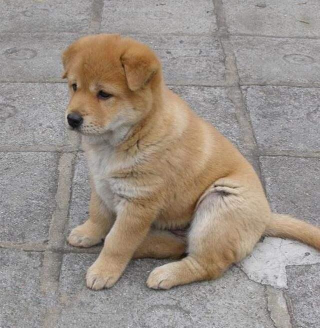 宠物狗品种图片大全，宠物狗的品种（常见宠物狗大全：品种）