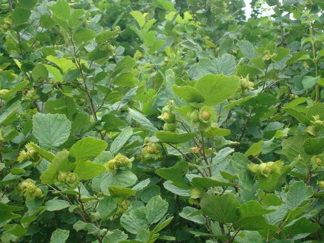 榛子树，掌握生长发育规律（榛子树果实图片）